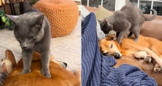 Illustration de l'article : Attentif au bien-&ecirc;tre de son ami chien bless&eacute;, un chat le toilette et le masse tendrement (vid&eacute;o)