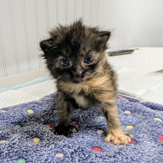 Illustration de l'article : Trouv&eacute; dans une flaque d&rsquo;eau, un chaton de quelques jours avec un c&oelig;ur de battant prend sa revanche sur la vie