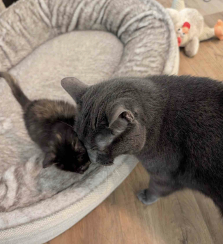 Illustration de l'article : Trouv&eacute; dans une flaque d&rsquo;eau, un chaton de quelques jours avec un c&oelig;ur de battant prend sa revanche sur la vie