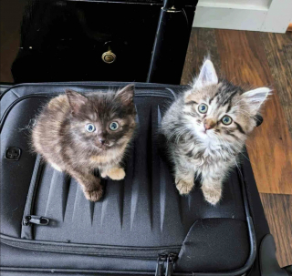 Illustration de l'article : Trouv&eacute; dans une flaque d&rsquo;eau, un chaton de quelques jours avec un c&oelig;ur de battant prend sa revanche sur la vie