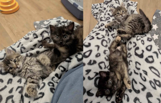 Illustration de l'article : Trouv&eacute; dans une flaque d&rsquo;eau, un chaton de quelques jours avec un c&oelig;ur de battant prend sa revanche sur la vie