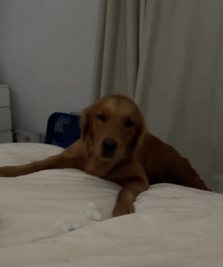 Illustration de l'article : Une fois adopt&eacute;e, cette chienne qui n'avait jamais connu le confort d'un lit instaure un petit rituel du soir (vid&eacute;o)