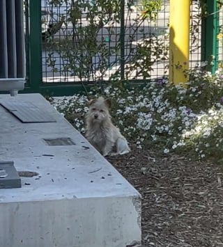 Illustration de l'article : Un petit chien suit les clients d'un concessionnaire automobile dans l'espoir de trouver la famille de ses r&ecirc;ves