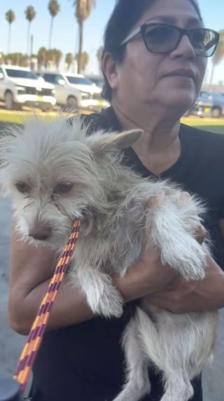 Illustration de l'article : Un petit chien suit les clients d'un concessionnaire automobile dans l'espoir de trouver la famille de ses r&ecirc;ves