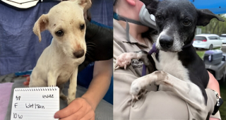 Illustration de l'article : Un refuge qui cherchait des familles pour 33 chiens maltraités fait une annonce réjouissante 7 mois plus tard