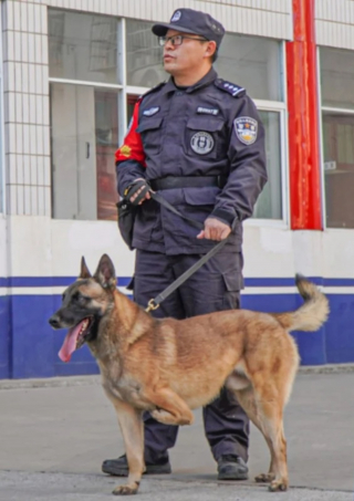 Illustration de l'article : En remarquant le chiot &agrave; 3 pattes qui imitait ses semblables en formation, un ma&icirc;tre-chien de la police d&eacute;cide de croire en lui
