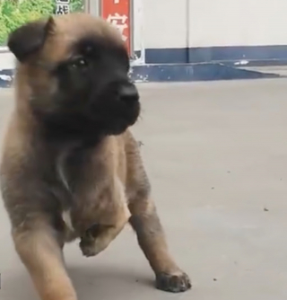 Illustration de l'article : En remarquant le chiot &agrave; 3 pattes qui imitait ses semblables en formation, un ma&icirc;tre-chien de la police d&eacute;cide de croire en lui