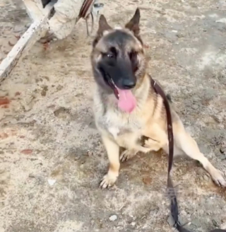 Illustration de l'article : En remarquant le chiot &agrave; 3 pattes qui imitait ses semblables en formation, un ma&icirc;tre-chien de la police d&eacute;cide de croire en lui