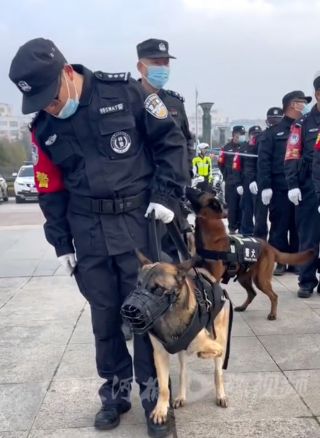 Illustration de l'article : En remarquant le chiot &agrave; 3 pattes qui imitait ses semblables en formation, un ma&icirc;tre-chien de la police d&eacute;cide de croire en lui