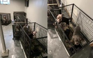 Illustration de l'article : En entrant chez un couple qui faisait tout pour dissimuler son élevage illégal, les policiers sauvent 27 chiens affamés et enfermés dans l'obscurité