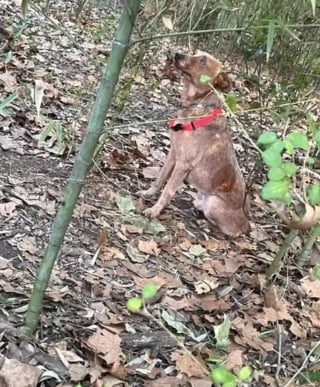 Illustration de l'article : Intrigués par des gémissements, des enfants s’aventurent entre les arbres où ils découvrent un chien borgne et enchaîné avec le regard plein d'espoir