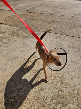 Illustration de l'article : Intrigués par des gémissements, des enfants s’aventurent entre les arbres où ils découvrent un chien borgne et enchaîné avec le regard plein d'espoir