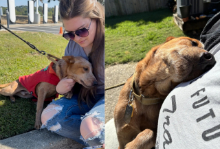 Illustration de l'article : Intrigués par des gémissements, des enfants s’aventurent entre les arbres où ils découvrent un chien borgne et enchaîné avec le regard plein d'espoir
