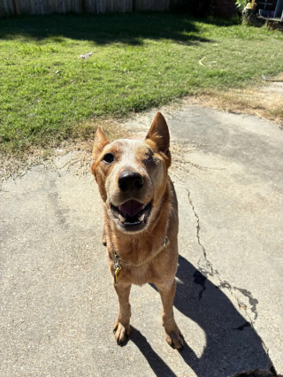 Illustration de l'article : Intrigués par des gémissements, des enfants s’aventurent entre les arbres où ils découvrent un chien borgne et enchaîné avec le regard plein d'espoir