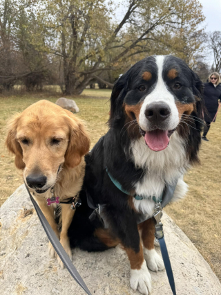 Illustration de l'article : Un Bouvier Bernois sauve sa soeur de coeur d'une attaque de coyote, elle le protège à son tour un an plus tard