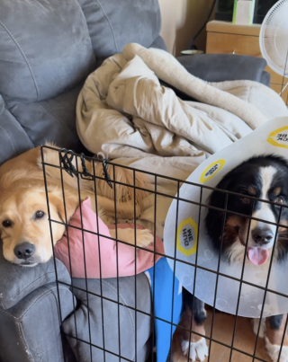 Illustration de l'article : Un Bouvier Bernois sauve sa soeur de coeur d'une attaque de coyote, elle le protège à son tour un an plus tard