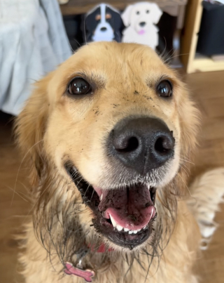 Illustration de l'article : Un Bouvier Bernois sauve sa soeur de coeur d'une attaque de coyote, elle le protège à son tour un an plus tard