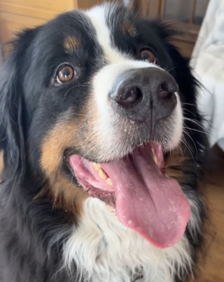 Illustration de l'article : Un Bouvier Bernois sauve sa soeur de coeur d'une attaque de coyote, elle le protège à son tour un an plus tard