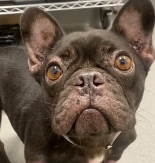 Illustration de l'article : Un Bouledogue Français arrive au refuge dans un état alarmant, 8600 € sont nécessaires pour l'opérer (vidéo)