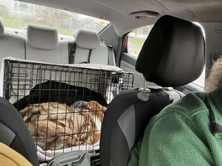 Illustration de l'article : Un chat en surpoids et maintenu à l’écart par sa famille révèle une fourrure si emmêlée que chaque pas devient un exploit