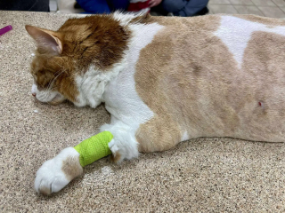 Illustration de l'article : Un chat en surpoids et maintenu à l’écart par sa famille révèle une fourrure si emmêlée que chaque pas devient un exploit