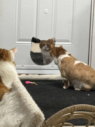 Illustration de l'article : Un chat en surpoids et maintenu à l’écart par sa famille révèle une fourrure si emmêlée que chaque pas devient un exploit