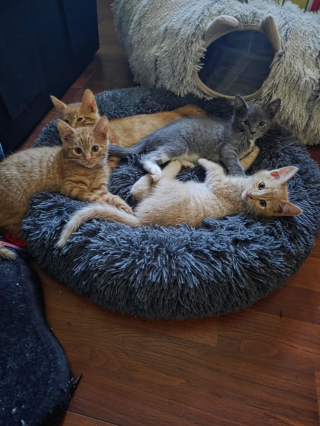 Illustration de l'article : Découvrant une chatte errante qui met bas dans leur jardin, ils recueillent ses 4 chatons apeurés et une tendre confiance s’installe