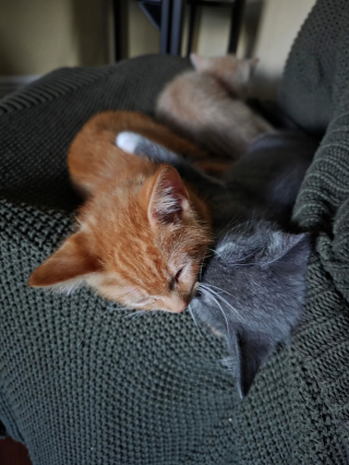 Illustration de l'article : Découvrant une chatte errante qui met bas dans leur jardin, ils recueillent ses 4 chatons apeurés et une tendre confiance s’installe