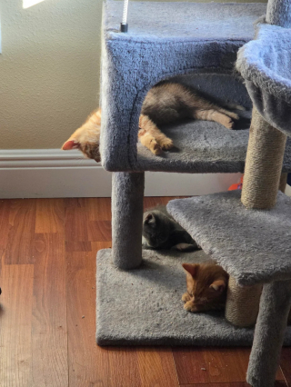 Illustration de l'article : Découvrant une chatte errante qui met bas dans leur jardin, ils recueillent ses 4 chatons apeurés et une tendre confiance s’installe