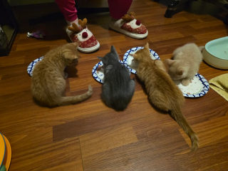 Illustration de l'article : Découvrant une chatte errante qui met bas dans leur jardin, ils recueillent ses 4 chatons apeurés et une tendre confiance s’installe