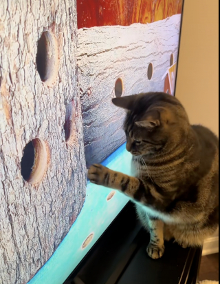 Illustration de l'article : « Je n'en reviens pas de son intelligence », ce chat a l’habitude de demander à son adoptante d’allumer la télévision (vidéo)