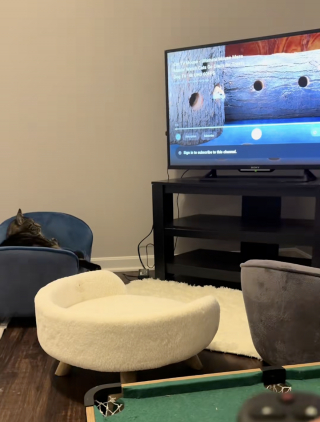 Illustration de l'article : « Je n'en reviens pas de son intelligence », ce chat a l’habitude de demander à son adoptante d’allumer la télévision (vidéo)