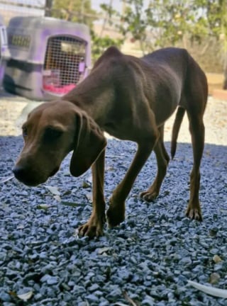 Illustration de l'article : Invisible aux yeux des passants, cette chienne tremblante de peur près de la route découvre la bienveillance de ses sauveurs