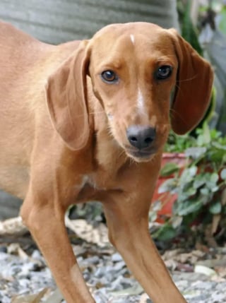 Illustration de l'article : Invisible aux yeux des passants, cette chienne tremblante de peur près de la route découvre la bienveillance de ses sauveurs