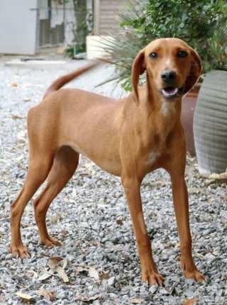 Illustration de l'article : Invisible aux yeux des passants, cette chienne tremblante de peur près de la route découvre la bienveillance de ses sauveurs