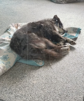 Illustration de l'article : « Au 748e jour, toujours en attente de sa famille », cette chienne qui a grandi au refuge reçoit une nouvelle inespérée (vidéo)