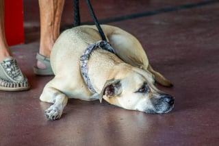 Illustration de l'article : « Vous lui avez sauvé la vie », un chien retourne voir les pompiers qui l’ont tiré des flammes dix-sept jours plus dans un moment plein d'émotion