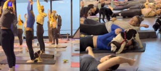 Illustration de l'article : Un chiot choisit une &eacute;l&egrave;ve pendant un cours de yoga, cette rencontre pleine de tendresse change leurs vies