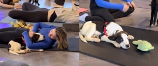 Illustration de l'article : Un chiot choisit une &eacute;l&egrave;ve pendant un cours de yoga, cette rencontre pleine de tendresse change leurs vies