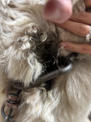 Illustration de l'article : Trouv&eacute;e attach&eacute;e avec une lourde cha&icirc;ne enroul&eacute;e autour du cou, cette chienne rattrape le temps perdu et profite de l'amour de ses sauveurs