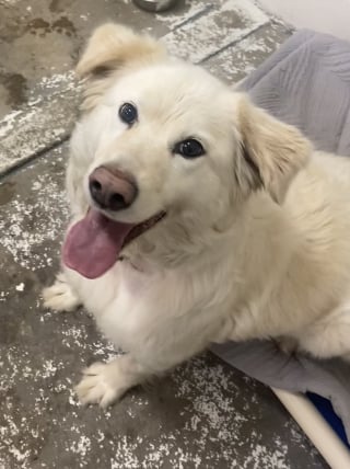 Illustration de l'article : Trouv&eacute;e attach&eacute;e avec une lourde cha&icirc;ne enroul&eacute;e autour du cou, cette chienne rattrape le temps perdu et profite de l'amour de ses sauveurs