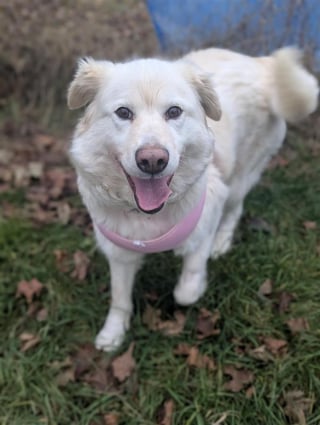 Illustration de l'article : Trouv&eacute;e attach&eacute;e avec une lourde cha&icirc;ne enroul&eacute;e autour du cou, cette chienne rattrape le temps perdu et profite de l'amour de ses sauveurs