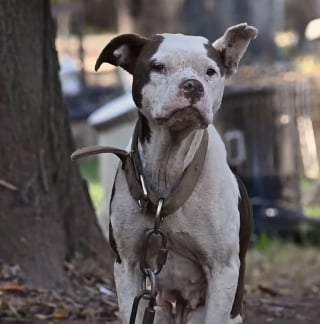 Illustration de l'article : Apr&egrave;s avoir servi pour les combats canins et v&eacute;cu dans des conditions terribles, 47 chiens d&eacute;couvrent l'amour aupr&egrave;s d'humains bienveillants