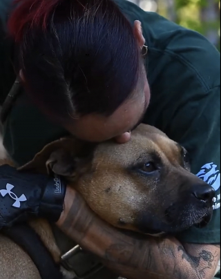 Illustration de l'article : Apr&egrave;s avoir servi pour les combats canins et v&eacute;cu dans des conditions terribles, 47 chiens d&eacute;couvrent l'amour aupr&egrave;s d'humains bienveillants