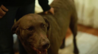 Illustration de l'article : Une femme s'effondre dans sa salle de bain, son chien met toute la famille en alerte pour la sauver