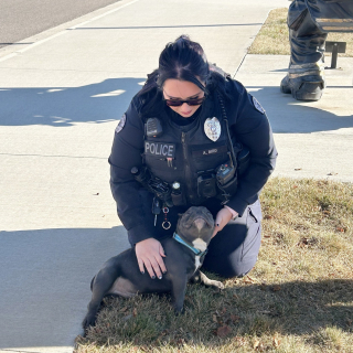 Illustration de l'article : Apr&egrave;s l'enl&egrave;vement d'un chiot American Bully, une piste floue sur des images de vid&eacute;osurveillance relancent l'espoir au sein de la famille