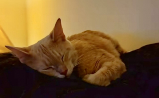 Illustration de l'article : Seul depuis longtemps, un homme &acirc;g&eacute; d&eacute;cide de franchir la porte d&rsquo;un refuge pour rencontrer le chat le plus d&eacute;laiss&eacute; (vid&eacute;o)