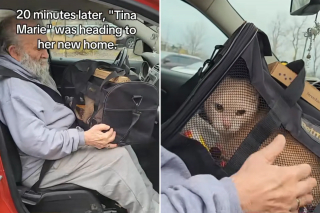 Illustration de l'article : Seul depuis longtemps, un homme &acirc;g&eacute; d&eacute;cide de franchir la porte d&rsquo;un refuge pour rencontrer le chat le plus d&eacute;laiss&eacute; (vid&eacute;o)