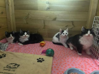 Illustration de l'article : Attir&eacute;s par l&rsquo;odeur du poisson, 4 chatons fam&eacute;liques &eacute;mergent d&rsquo;un tas de bois et surprennent leurs sauveteurs par leur r&eacute;silience