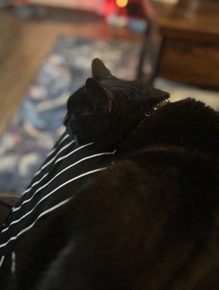 Illustration de l'article : Ce chat a attendu 18 ans avant de r&eacute;aliser ce geste d'affection et de confiance envers son humaine qui partage son &eacute;motion